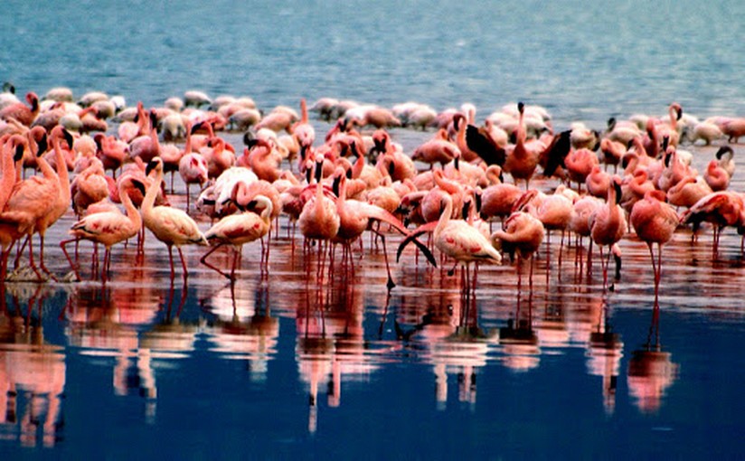 Fenicotteri rosa a Vendicari: lo spettacolo migratorio che incanta la Sicilia